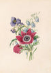 Anémone campanule tradescantia - James Ackerman — Ansicht des Kunstwerks
