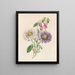 Aster aus China und Fuchsia - James Ackerman — gerahmtes Bild an der Wand