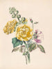 Rose trémière et rosier de Chine - James Ackerman — Ansicht des Kunstwerks