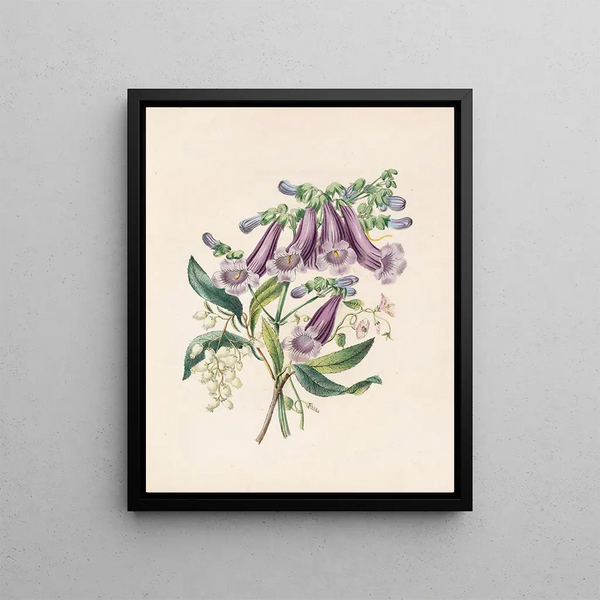 Jacaranda tomentosa und Arbutus - James Ackerman — gerahmtes Bild an der Wand