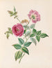 Die Rose - James Ackerman — Ansicht des Kunstwerks