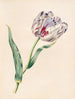 Die Tulpe - James Ackerman — Ansicht des Kunstwerks