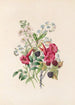 Trompette Myosotis und Himbeere - James Ackerman — Ansicht des Kunstwerks