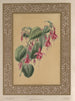 Le Fuchsia - James Andrews — Ansicht des Kunstwerks