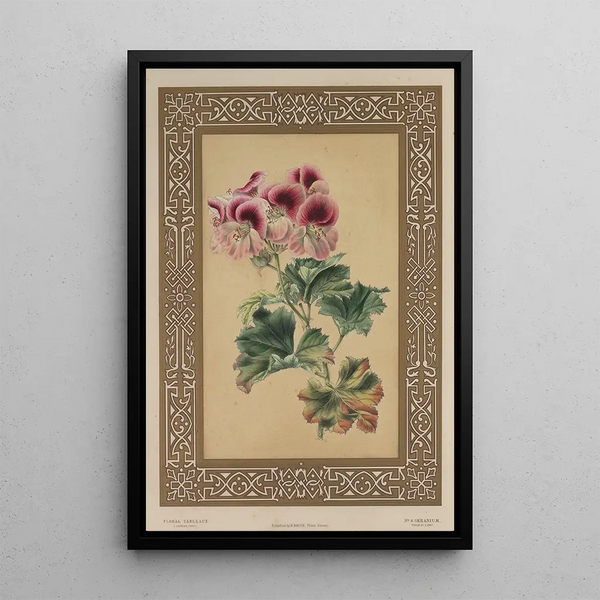 James Andrews - The Geranium.webp
