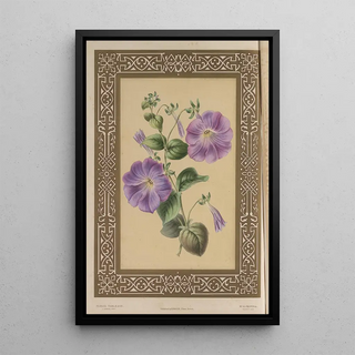 James Andrews - The Petuna.webp