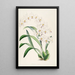 Eine Monographie von Odontoglossum Pl04 - James Bateman — gerahmtes Bild an der Wand