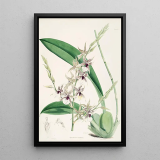 James Bateman - A monograph of Odontoglossum Pl06.webp