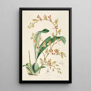 James Bateman - A monograph of Odontoglossum Pl09.webp