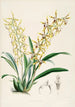 Eine Monographie von Odontoglossum Pl10 - James Bateman — Ansicht des Kunstwerks