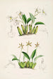 Eine Monographie von Odontoglossum Pl12 - James Bateman — Ansicht des Kunstwerks