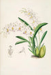 Eine Monographie von Odontoglossum Pl13 - James Bateman — Ansicht des Kunstwerks