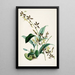 Eine Monographie von Odontoglossum Pl14 - James Bateman — gerahmtes Bild an der Wand