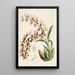 Eine Monographie von Odontoglossum Pl16 - James Bateman — gerahmtes Bild an der Wand
