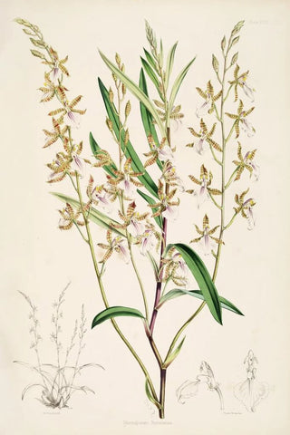 James Bateman - A monograph of Odontoglossum Pl17.webp