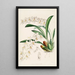 Eine Monographie von Odontoglossum Pl18 - James Bateman — gerahmtes Bild an der Wand