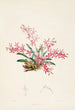 Eine Monographie von Odontoglossum Pl21 - James Bateman — Ansicht des Kunstwerks