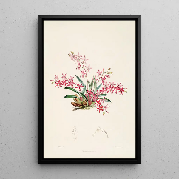 James Bateman - A monograph of Odontoglossum Pl21.webp