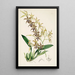 Eine Monographie von Odontoglossum Pl24 - James Bateman — gerahmtes Bild an der Wand