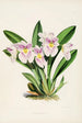 Eine Monographie von Odontoglossum Pl28 - James Bateman — Ansicht des Kunstwerks