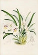 Eine Monographie von Odontoglossum Pl29 - James Bateman — Ansicht des Kunstwerks