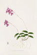 Barkeria Lindleyana - James Bateman — Ansicht des Kunstwerks