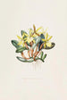 Brasavola Glauca - James Bateman — Ansicht des Kunstwerks