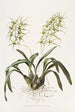 Brassia Verrucosa - James Bateman — Ansicht des Kunstwerks