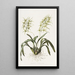 Brassia Verrucosa - James Bateman — gerahmtes Bild an der Wand