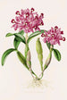 Cattleya Skinneri - James Bateman — Ansicht des Kunstwerks