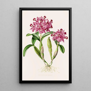 James Bateman - Cattleya Skinneri.webp