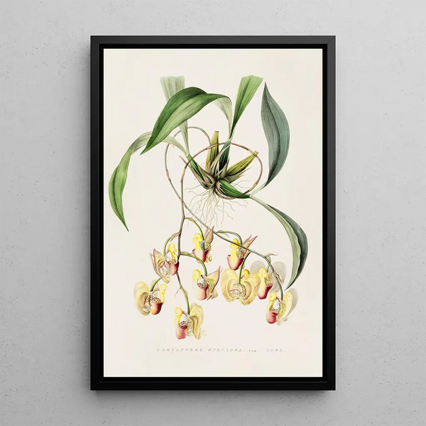 James Bateman - Coryanthes Speciosa.webp