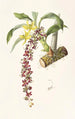 Cycnoches Egertonianum - James Bateman — Ansicht des Kunstwerks