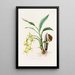 Cycnoches Ventricosum - James Bateman — gerahmtes Bild an der Wand