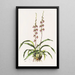 Cyrtochilum Bictoniense - James Bateman — gerahmtes Bild an der Wand