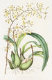 Epidendrum Alatum - James Bateman — Ansicht des Kunstwerks