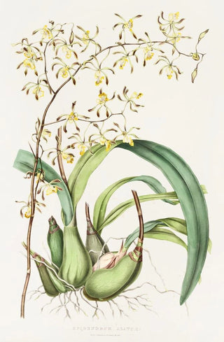 James Bateman - Epidendrum Alatum.webp