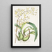 Epidendrum Alatum - James Bateman — gerahmtes Bild an der Wand