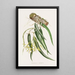 Epidendrum Aloifolium - James Bateman — gerahmtes Bild an der Wand