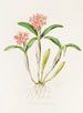 Épidendrum aurantiacum - James Bateman — Ansicht des Kunstwerks
