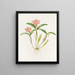 Épidendrum aurantiacum - James Bateman — gerahmtes Bild an der Wand