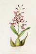 Epidendrum Macrochilum - James Bateman — Ansicht des Kunstwerks