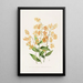 Epidendrum Polyanthum - James Bateman — gerahmtes Bild an der Wand