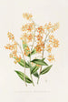 Epidendrum Polyanthum - James Bateman — Ansicht des Kunstwerks