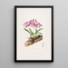 Laelia Majalis - James Bateman — gerahmtes Bild an der Wand