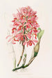 Laelia Superbiens - James Bateman — Ansicht des Kunstwerks