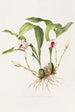 Maxillaria Skinneri - James Bateman — Ansicht des Kunstwerks