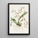 Odontoglossum Hastatum - James Bateman — gerahmtes Bild an der Wand
