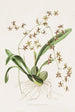 Odontoglossum Hastatum - James Bateman — Ansicht des Kunstwerks