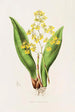 Oncidium Cavendishianum - James Bateman — Ansicht des Kunstwerks